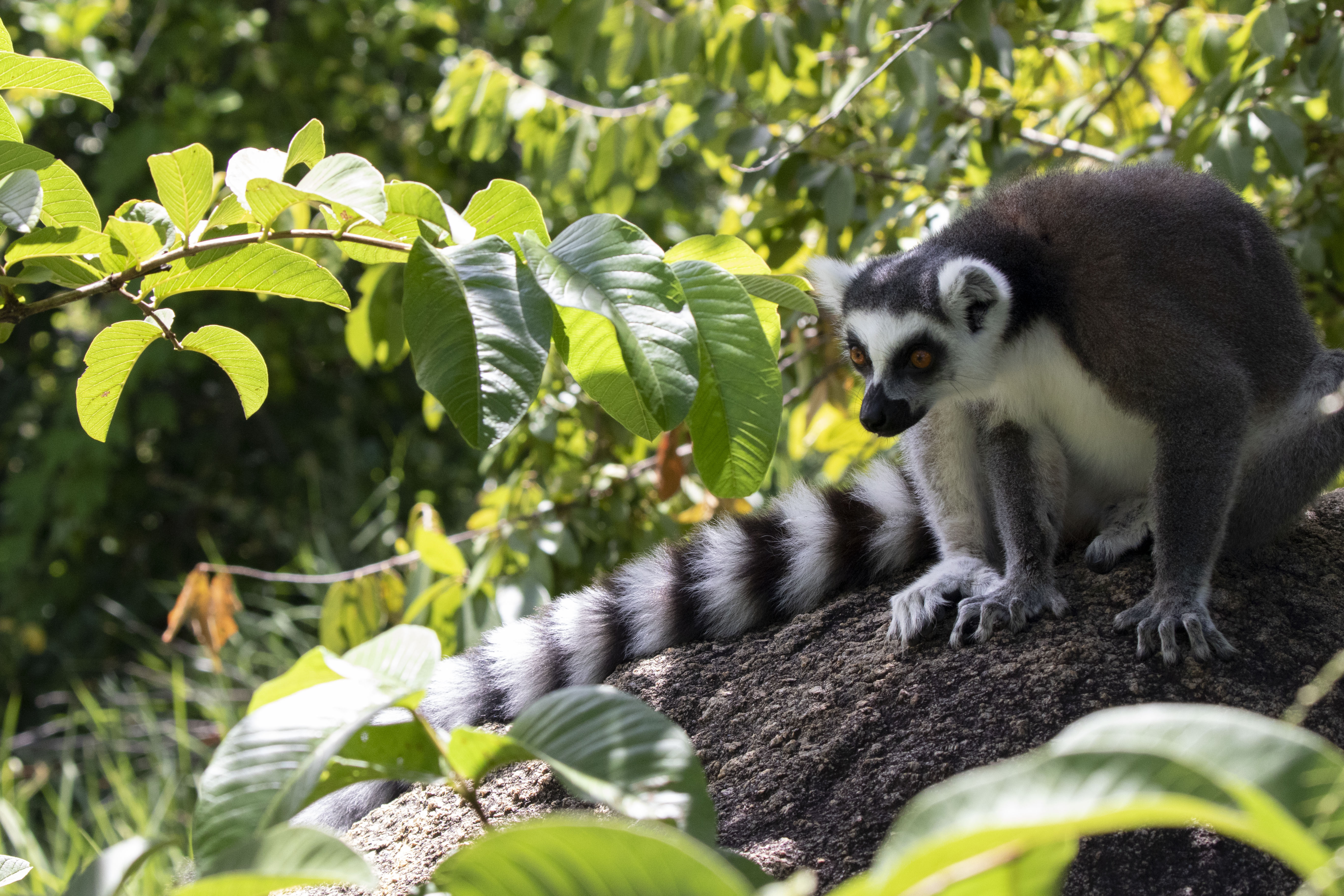 Forgotten Ring-tail Lemur Shots