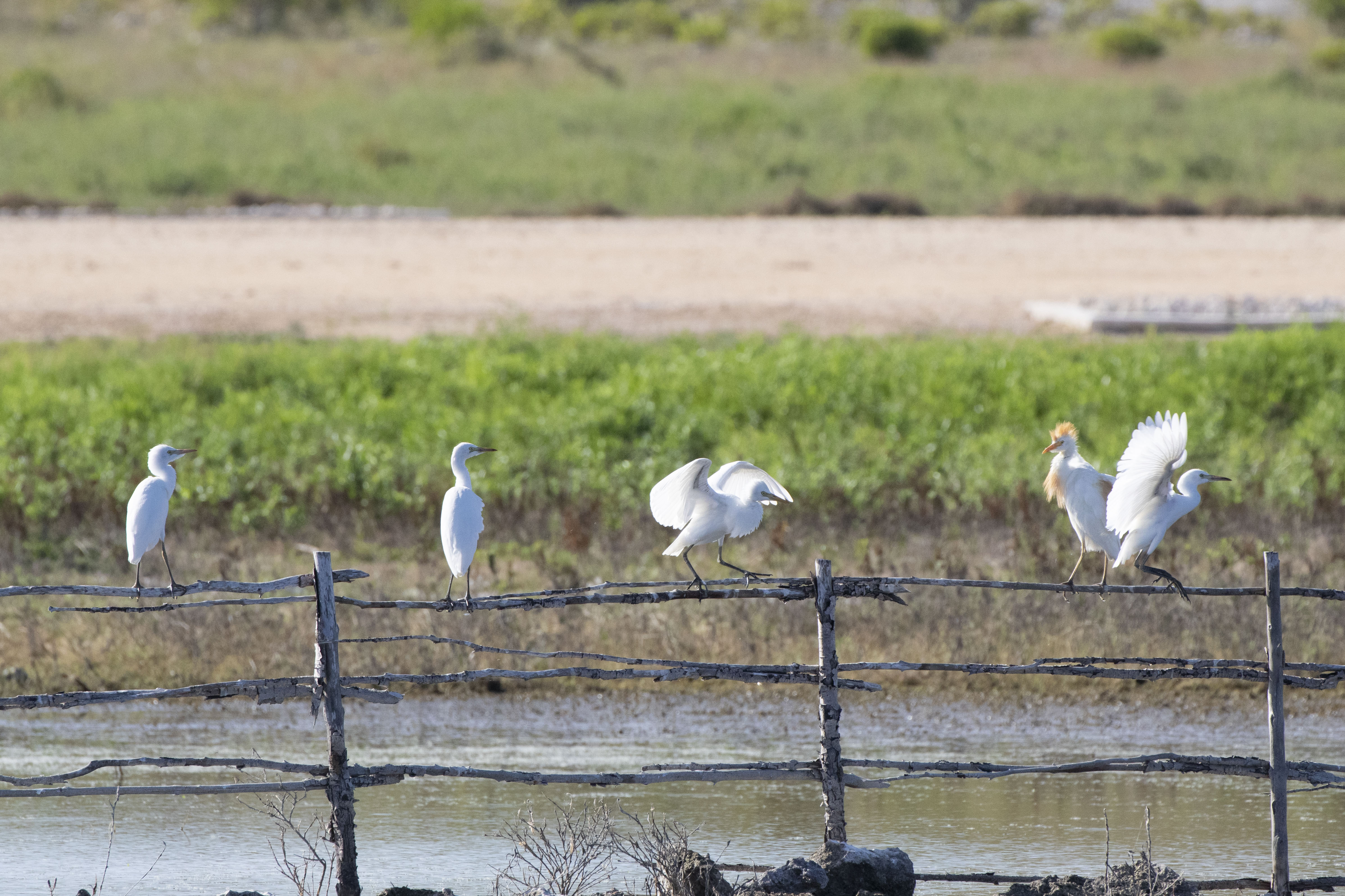 Egrets on Fence