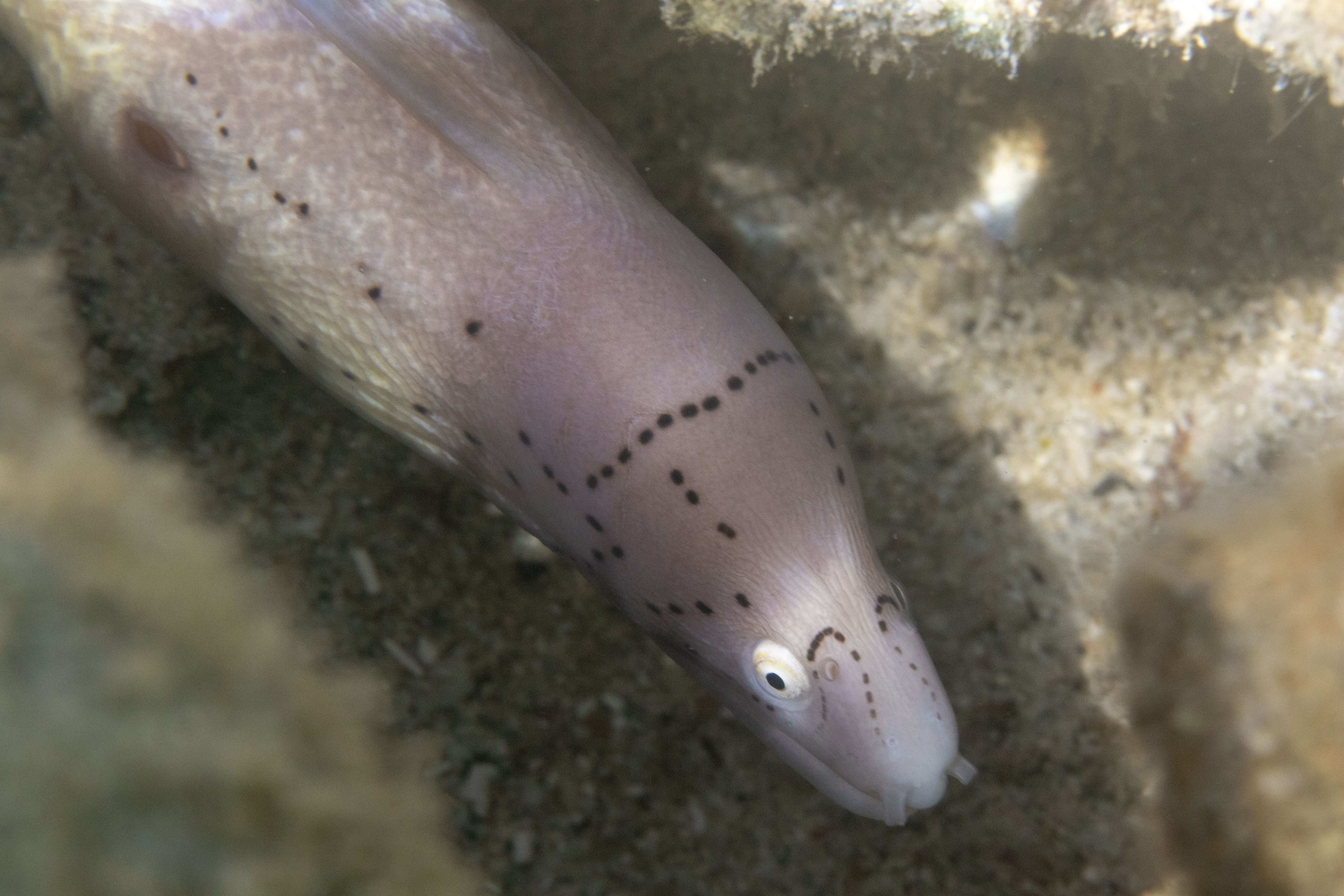 Juvenile Moray Eel