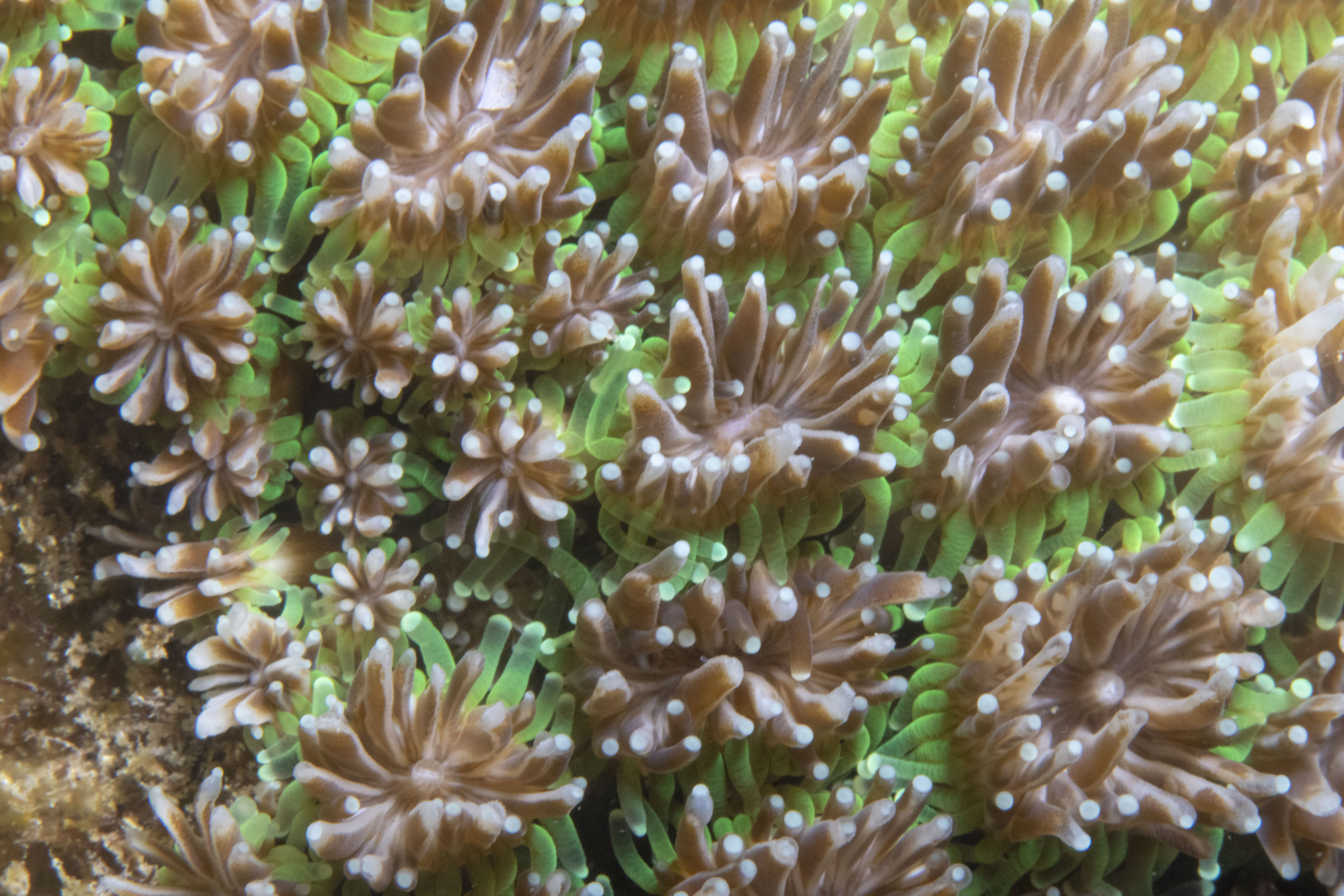 Coral Closeups