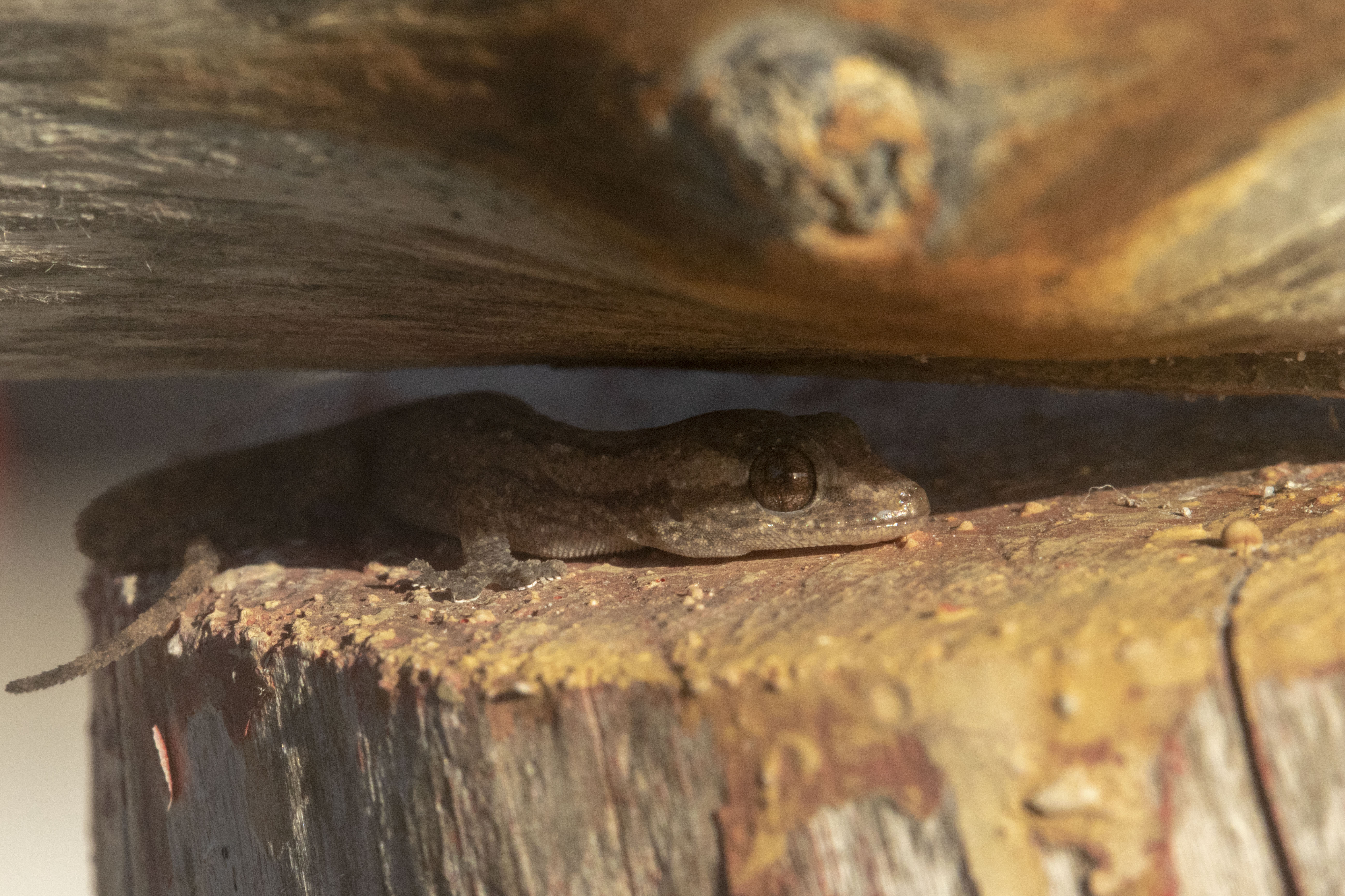 Hiding Gecko
