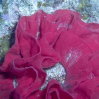 Nudibranch Roses