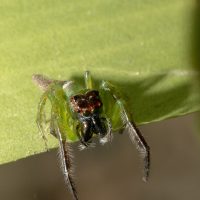 Jumping Spiders (Day 1)