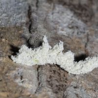 Weird But True: Part 2 – Lichen Inchworm