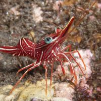 Shrimps (Day 1) – Durban Hingebeak Shrimp
