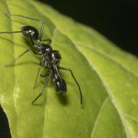 Ant Mimic Spiders