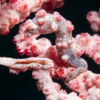 Another Pygmy Seahorse