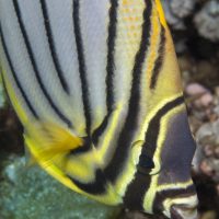 Meyer’s Butterfly Fish