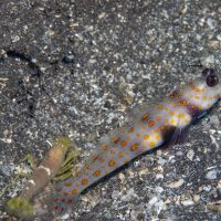 Spotted Shrimp Goby