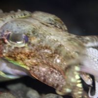 Cuttlefish Video