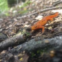 More Red-Spotted Newts