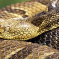Rattlesnake Close-up and Blue-eyed Snake