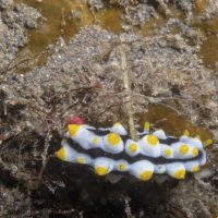 Not a Nudibranch