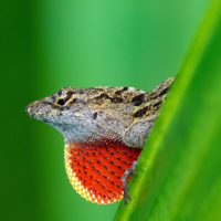 Male Brown Anole