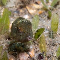 Post-larval Juvenile Trunkfish