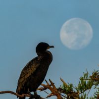 Cormorant and the Moon