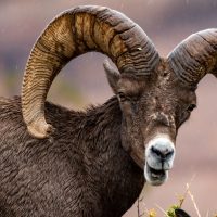 Bighorn Sheep (part 2)