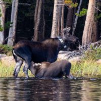 Rocky Mountain National Park (part 1): Moose Mother and Calf