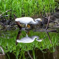 Reflections of a Snowy Egret