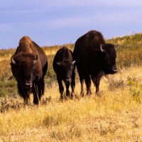 Rocky Mountain Arsenal National Wildlife Refuge (part 1)