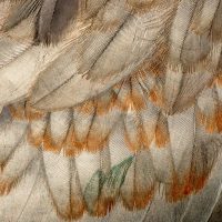 Details in the Feathers