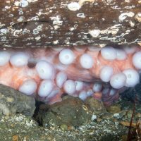 Hunting Giant Pacific Octopus