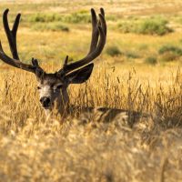 Rocky Mountain Arsenal National Wildlife Refuge (part 4)
