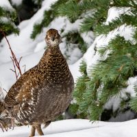 Sooty Grouse in the Snow