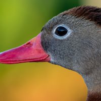 Duck and Heron Headshots
