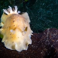 Nudibranch Week 2.0 Part 3: Yellow Nudis