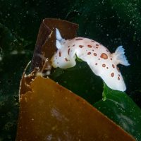 Nudibranch Week 2.0 Part 4: Leopard and Giant Nudis