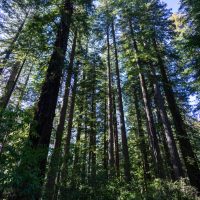 Redwoods National Park (part 1)