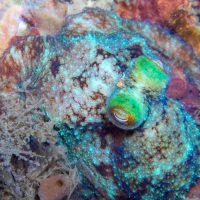 Caribbean Reef Octopus in Florida