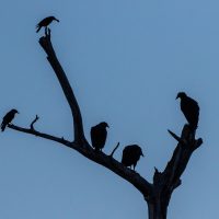 Silhouettes of Birds