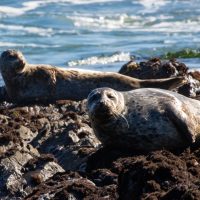 Basking Harbor Seals
