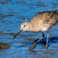 Foraging Willets