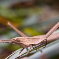 Cattail Toothpick Grasshopper