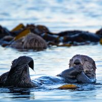 Amusing Sea Otter Poses