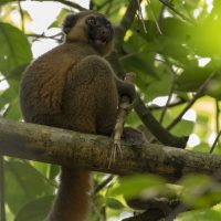 More Golden Bamboo Lemur