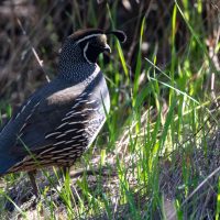 Muir Woods National Monument (part 1): A Trio of Birds