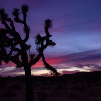 Joshua Tree National Park (part 6): Sunset and Night Shots