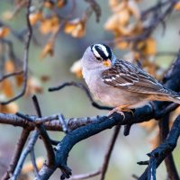 Red Cliffs National Conservation Area (part 1): White-crowned Sparrow