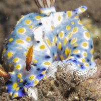Nudibranch Assortment from Amed, Bali