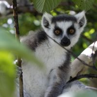 More Lemurs
