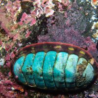 Colorful Chitons