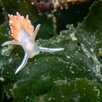 Red-gilled Nudibranch