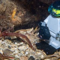 More Lego-man Dives
