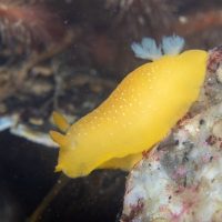 Monterey Nudibranch Assortment