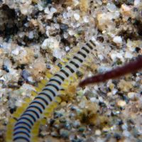 Some Puget Sound Polychaete Worms