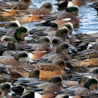 More American Wigeon